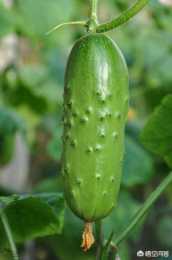 適合遼寧種植的旱黃瓜，有什麼好的品種？