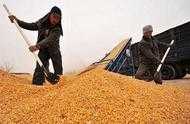 黑龍江地區近期玉米價格還在下跌，種植戶該何去何從？