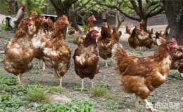 黴菌嚴重影響著我們的養雞生產，我們如何對它進行防治呢？