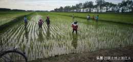 水稻70天能除草嗎？