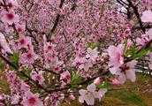 桃樹花期打藥產生危害，能補救嗎？