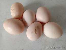 雞蛋價格預計什麼時候能回升？