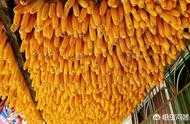 東北和華北作為玉米主產區，為什麼價格這麼低？玉米價格有什麼影響因素？