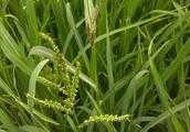 農村種水稻，怎樣除掉田中的稗草，還不傷到水稻苗？