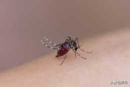 滅蚊子用什麼農藥最好?