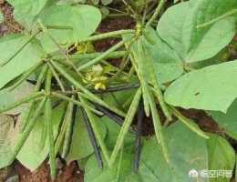 農村農戶種植綠豆時，如何才能在生長期間防治病蟲害？