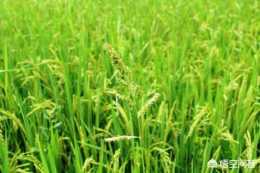 水稻田裡的青稗是如何形成的？能不能根除？