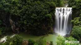 貴州的黃果樹瀑布為什麼叫黃果樹？