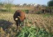 有的養牛戶一畝皇竹草養5頭牛，他們是怎麼做到的？
